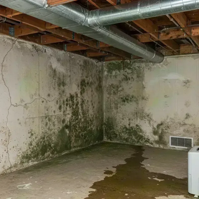 Professional Mold Removal in Charleston, AR